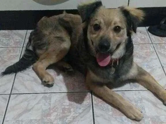 Cachorro ra a Sem raça deginida idade 1 ano nome Puppy
