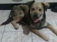 Puppy