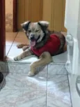 Puppy