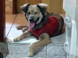 Cachorro raça Sem raça deginida idade 1 ano nome Puppy