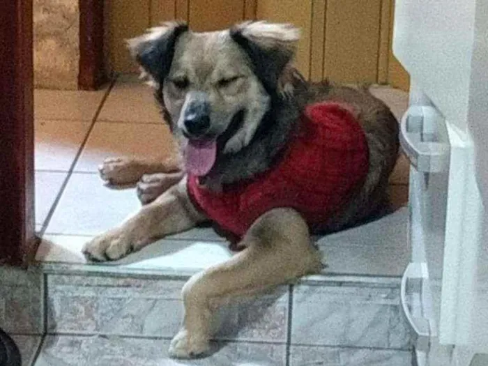 Cachorro ra a Sem raça deginida idade 1 ano nome Puppy