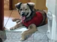 Puppy