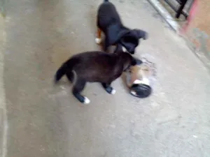 Cachorro raça Viralata idade 2 a 6 meses nome Pequenos