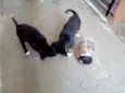 Pequenos