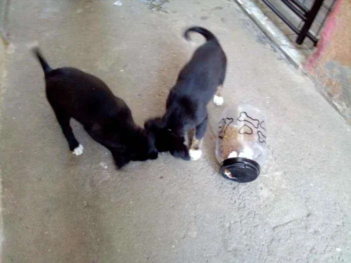 Cachorro ra a Viralata idade 2 a 6 meses nome Pequenos