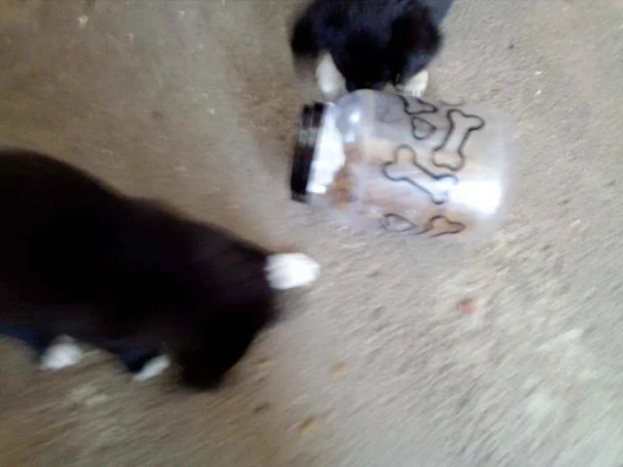 Cachorro ra a Viralata idade 2 a 6 meses nome Pequenos