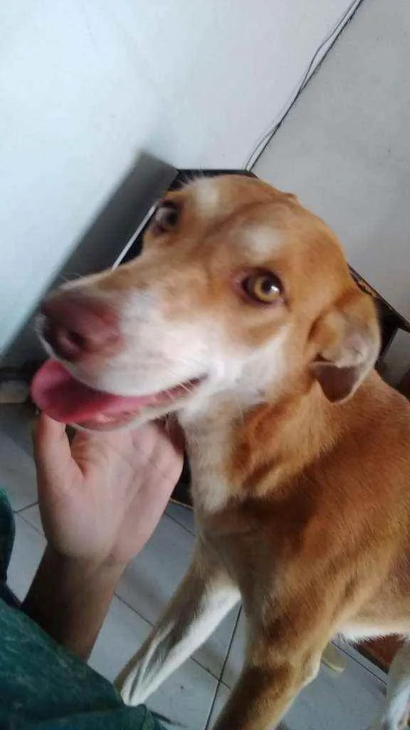 Cachorro ra a Vira lata  idade 3 anos nome Leona