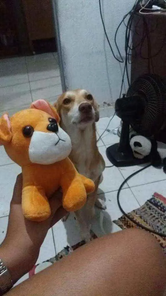 Cachorro ra a Vira lata  idade 3 anos nome Leona