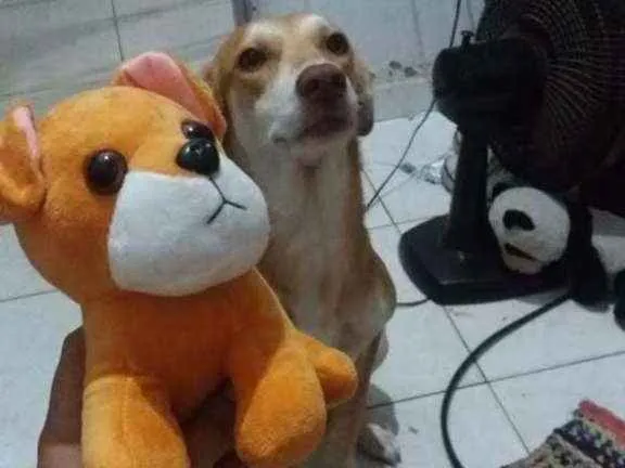 Cachorro ra a Vira lata  idade 3 anos nome Leona