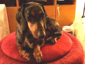 Cachorro raça Tekel idade 3 anos nome spike