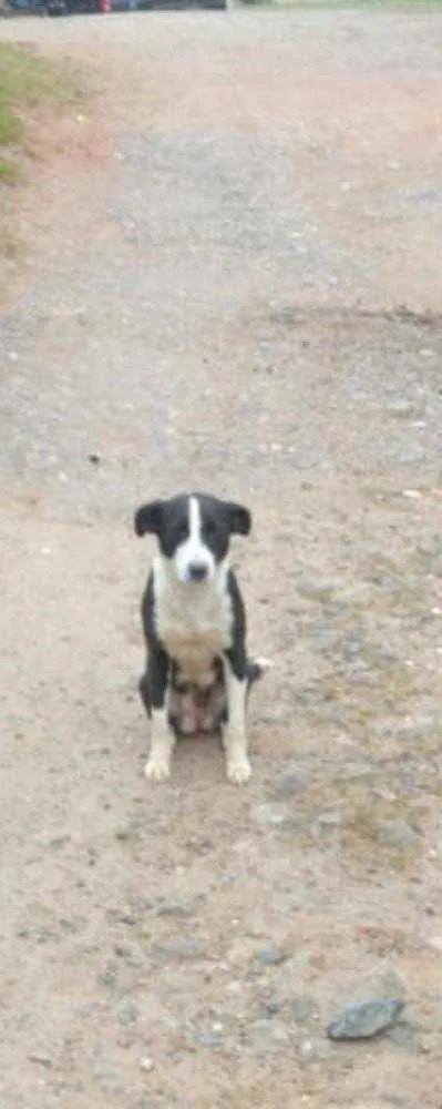Cachorro ra a Srd idade 1 ano nome Neguinha 
