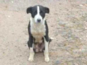 Cachorro raça Srd idade 1 ano nome Neguinha 