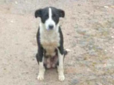 Cachorro ra a Srd idade 1 ano nome Neguinha 