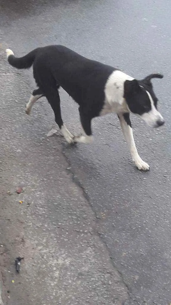 Cachorro ra a Srd idade 1 ano nome Neguinha 