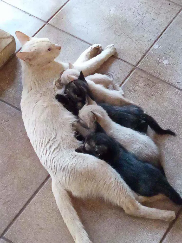 Gato ra a não identificada idade Abaixo de 2 meses nome sem nomes 