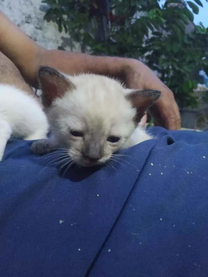 Gato ra a não identificada idade Abaixo de 2 meses nome sem nomes 