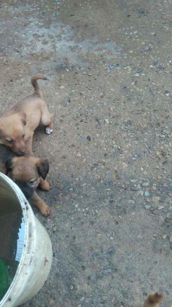 Cachorro raça Labrador com koker idade Abaixo de 2 meses nome Filhotes