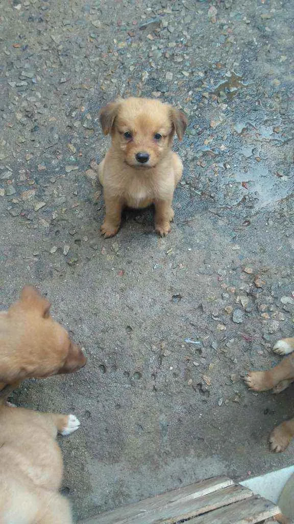 Cachorro raça Labrador com koker idade Abaixo de 2 meses nome Filhotes