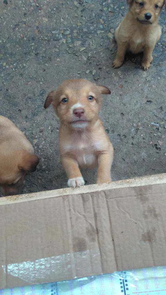 Cachorro raça Labrador com koker idade Abaixo de 2 meses nome Filhotes