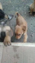 Filhotes