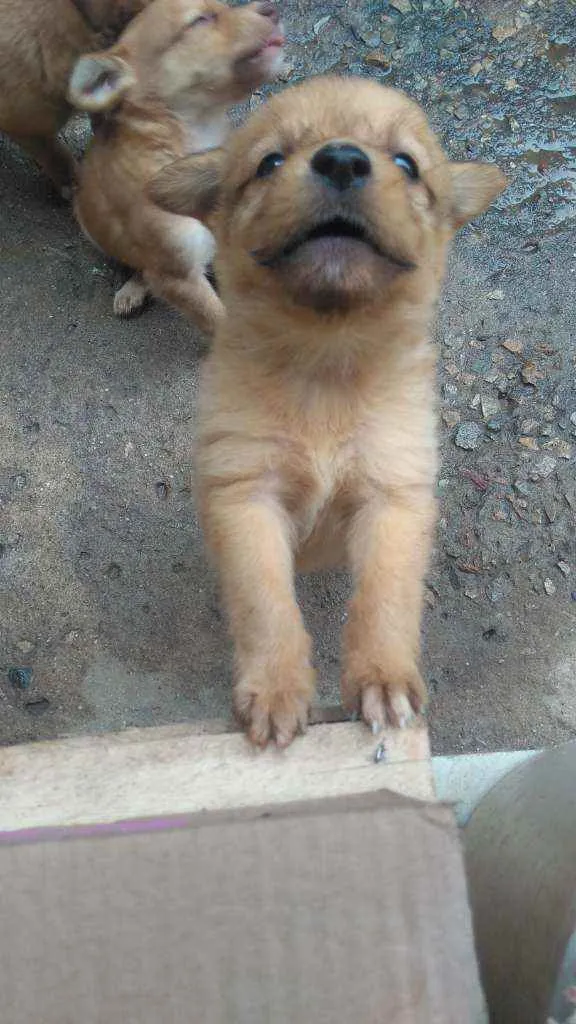 Cachorro raça Labrador com koker idade Abaixo de 2 meses nome Filhotes
