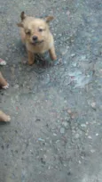Filhotes