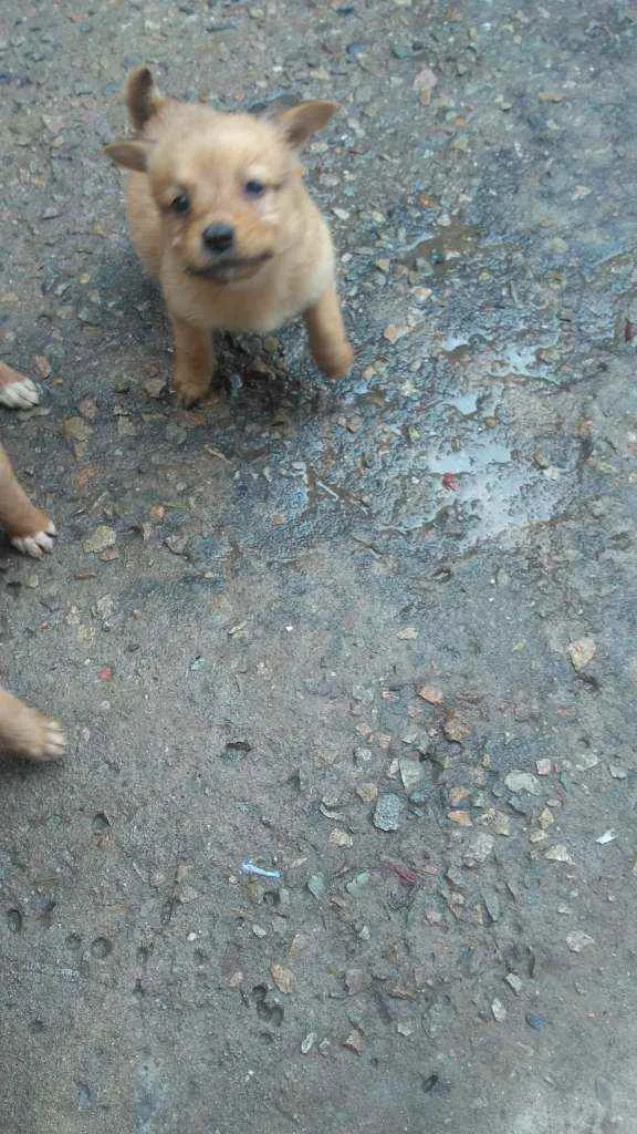 Cachorro raça Labrador com koker idade Abaixo de 2 meses nome Filhotes