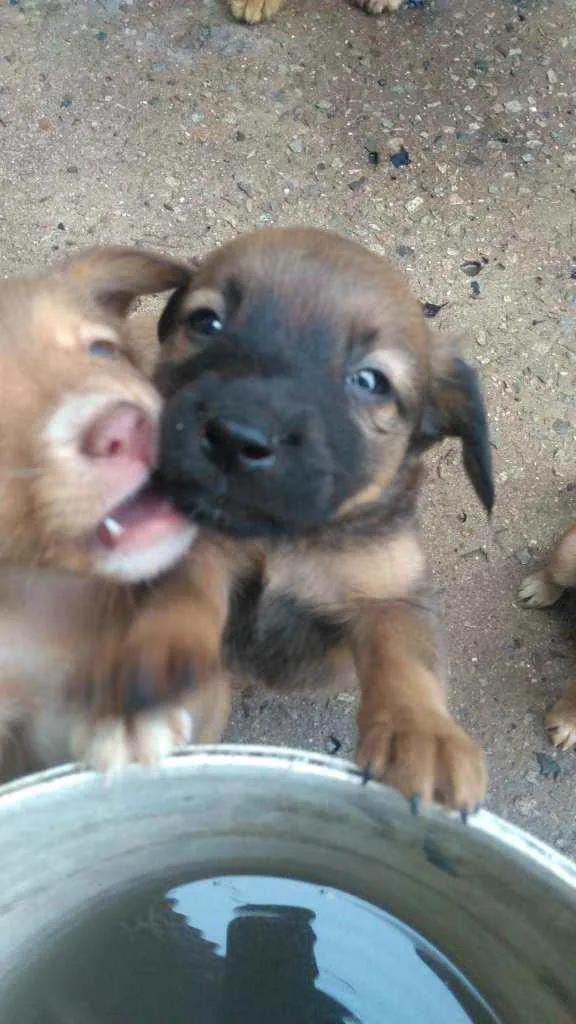 Cachorro raça Labrador com koker idade Abaixo de 2 meses nome Filhotes
