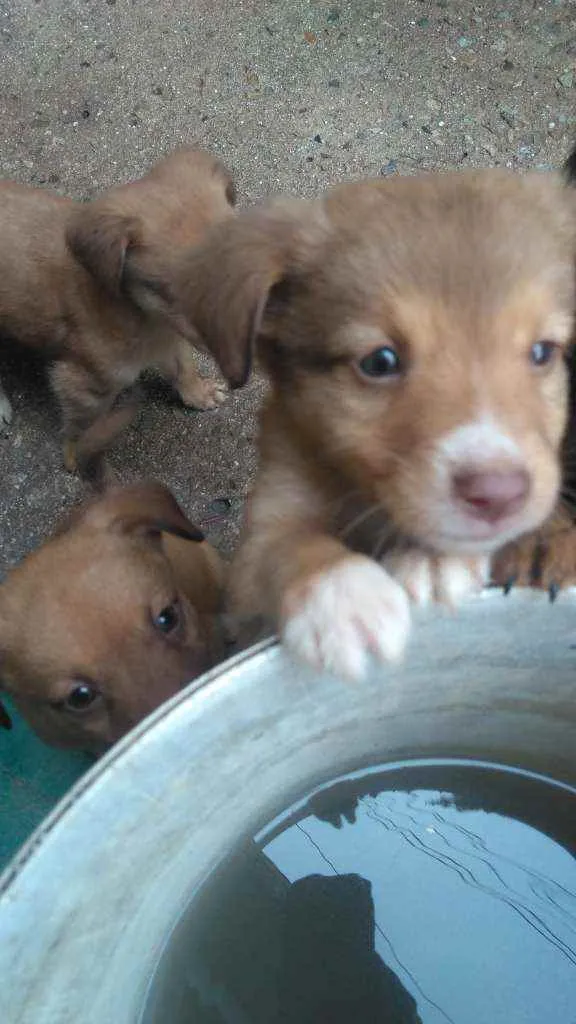 Cachorro raça Labrador com koker idade Abaixo de 2 meses nome Filhotes