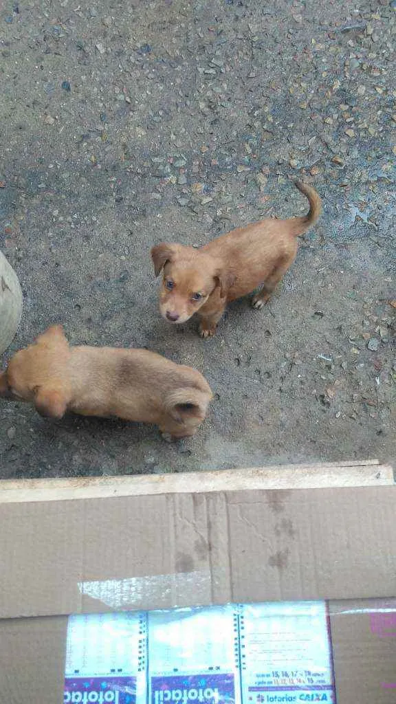 Cachorro raça Labrador com koker idade Abaixo de 2 meses nome Filhotes