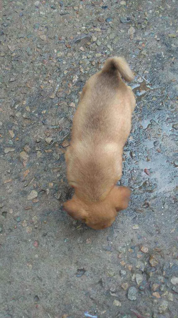 Cachorro raça Labrador com koker idade Abaixo de 2 meses nome Filhotes