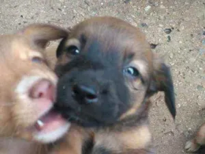 Cachorro raça Labrador com koker idade Abaixo de 2 meses nome Filhotes