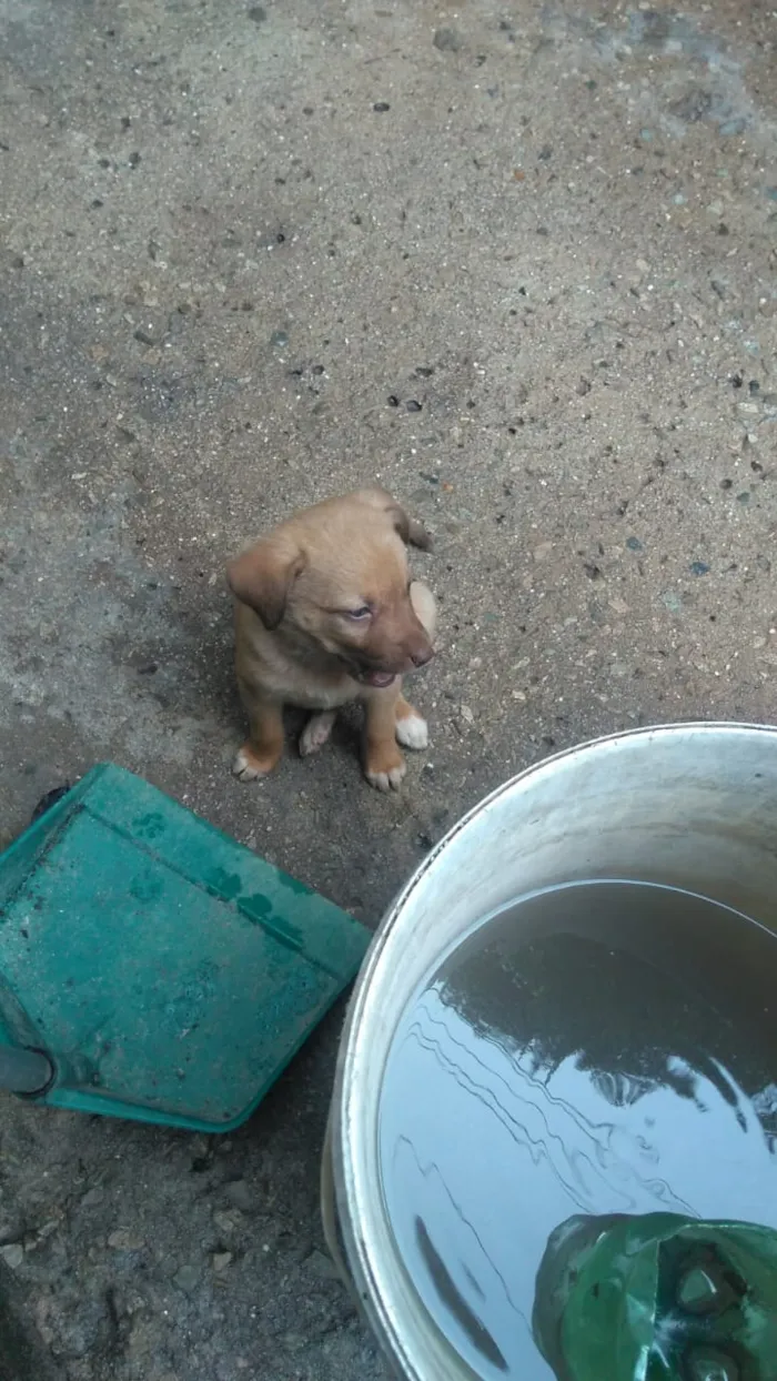 Cachorro raça Labrador com koker idade Abaixo de 2 meses nome Filhotes
