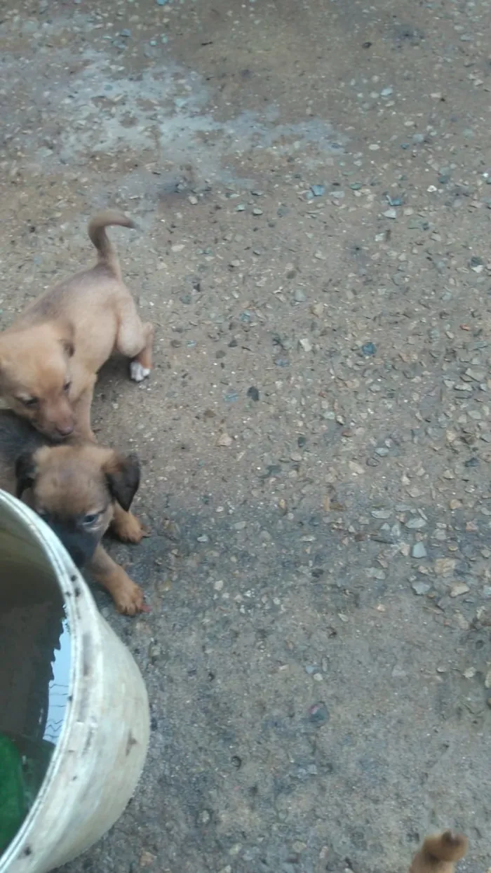 Cachorro raça Labrador com koker idade Abaixo de 2 meses nome Filhotes