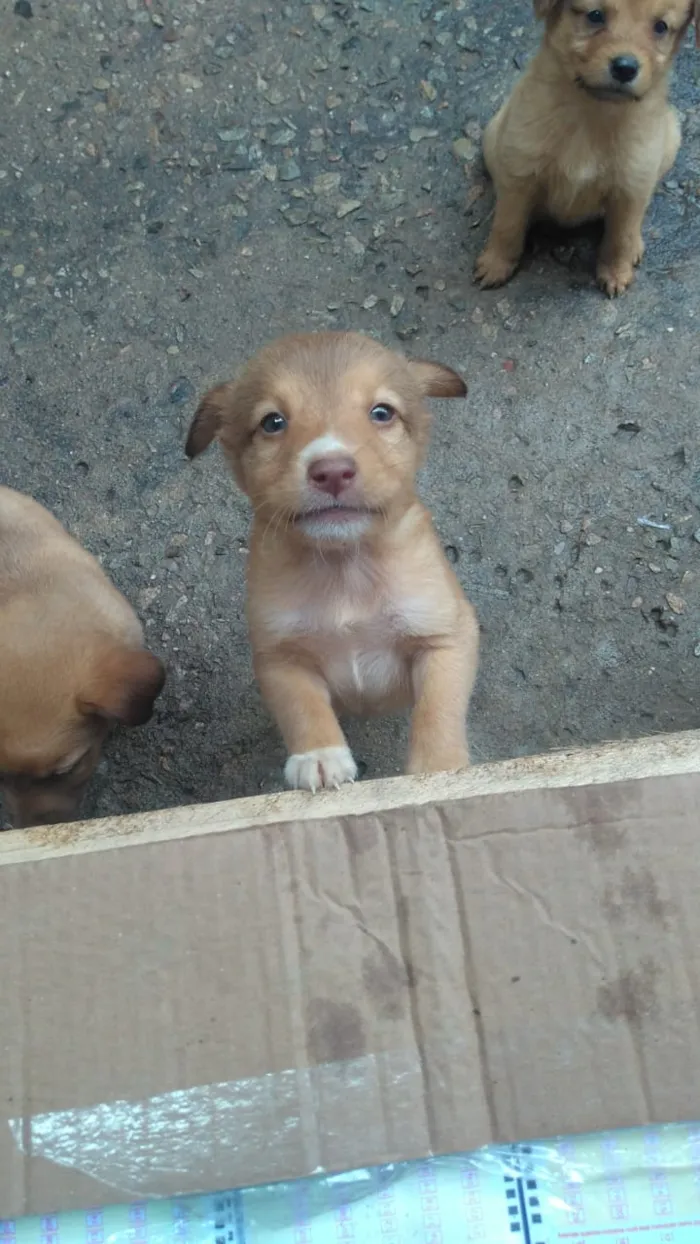 Cachorro raça Labrador com koker idade Abaixo de 2 meses nome Filhotes