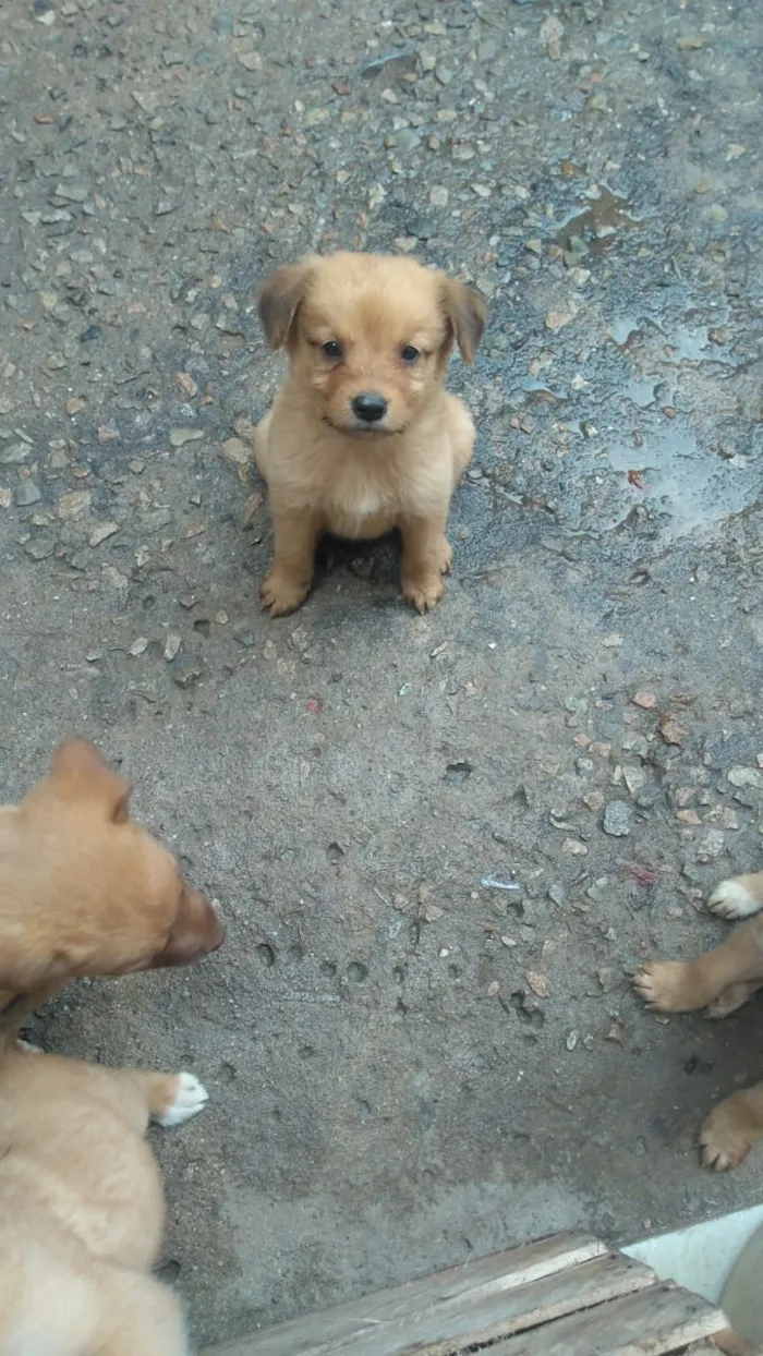 Cachorro raça Labrador com koker idade Abaixo de 2 meses nome Filhotes