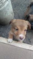Filhotes