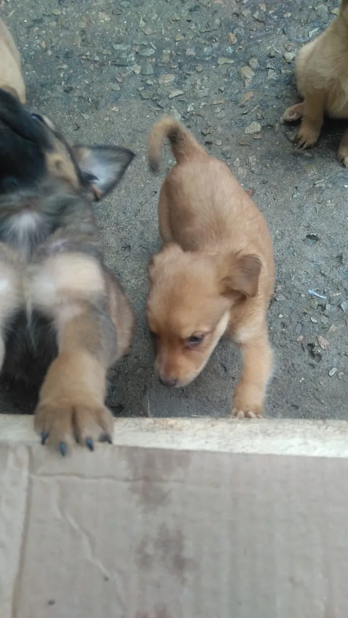 Cachorro raça Labrador com koker idade Abaixo de 2 meses nome Filhotes