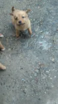 Filhotes
