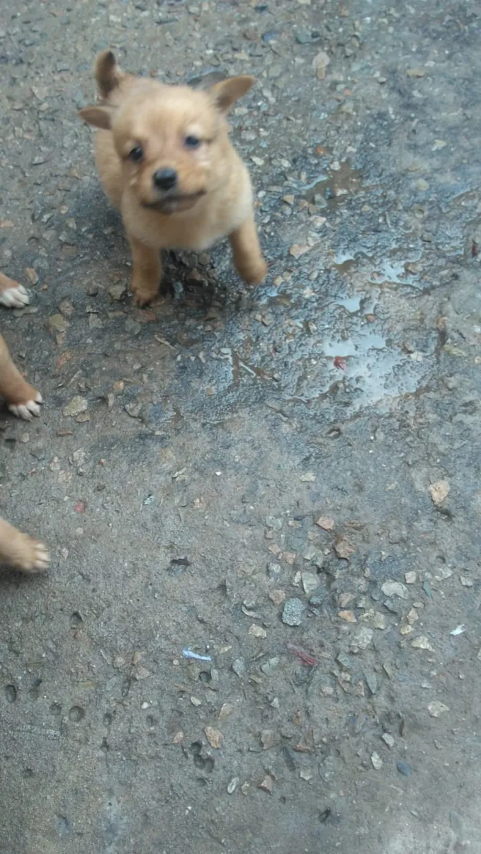 Cachorro raça Labrador com koker idade Abaixo de 2 meses nome Filhotes