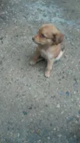 Filhotes