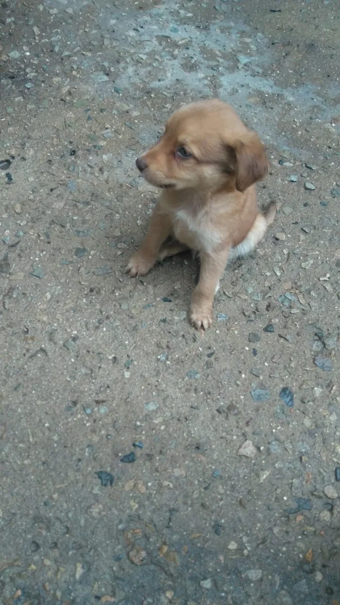 Cachorro raça Labrador com koker idade Abaixo de 2 meses nome Filhotes