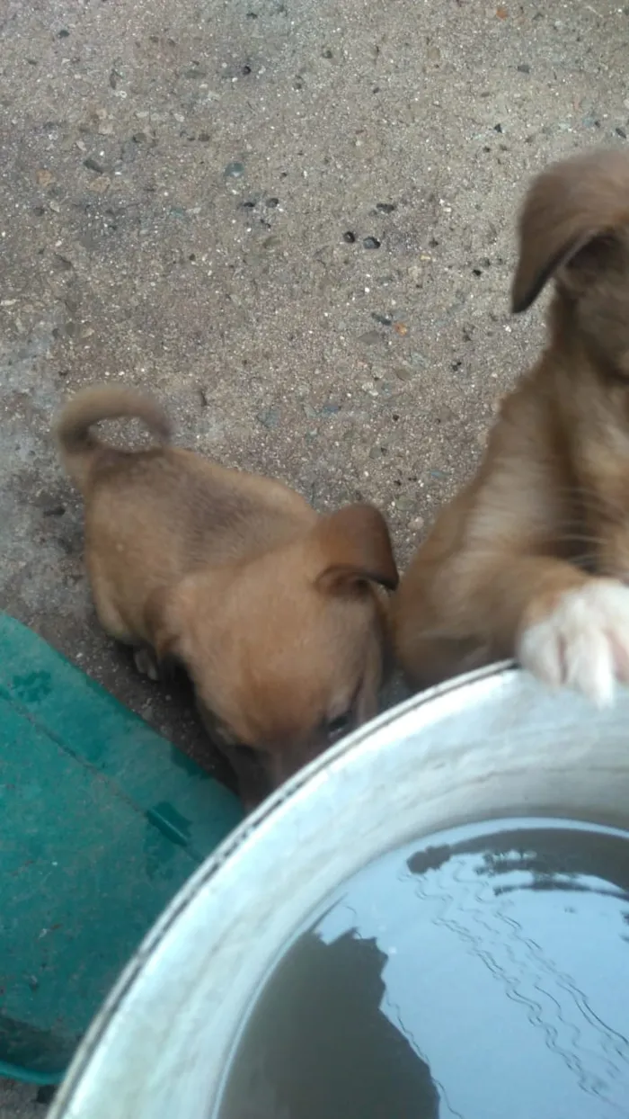 Cachorro raça Labrador com koker idade Abaixo de 2 meses nome Filhotes