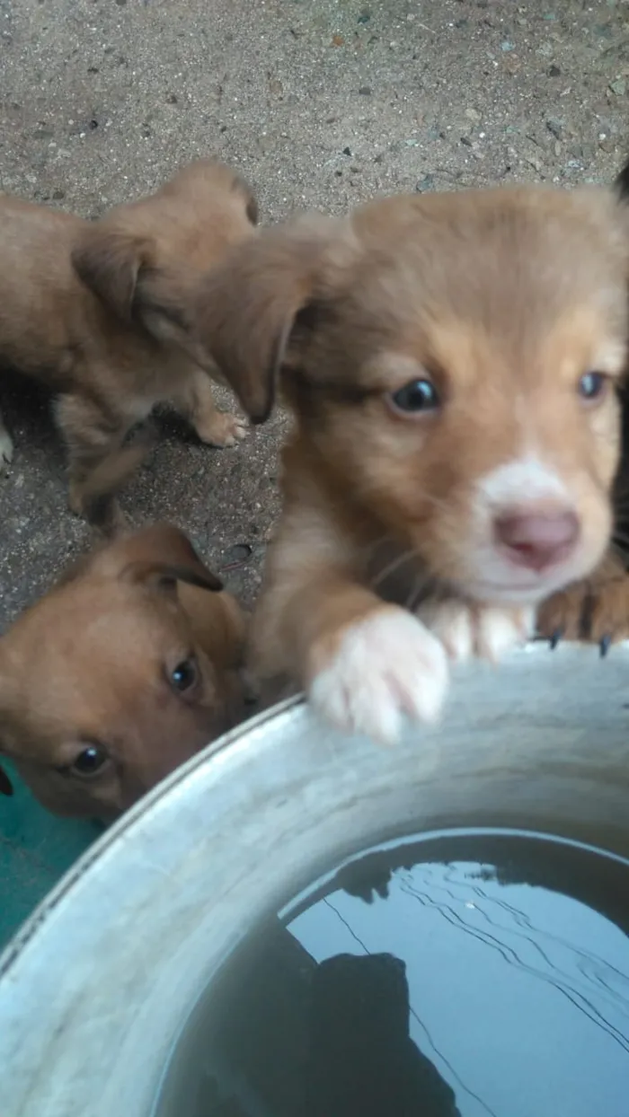 Cachorro raça Labrador com koker idade Abaixo de 2 meses nome Filhotes