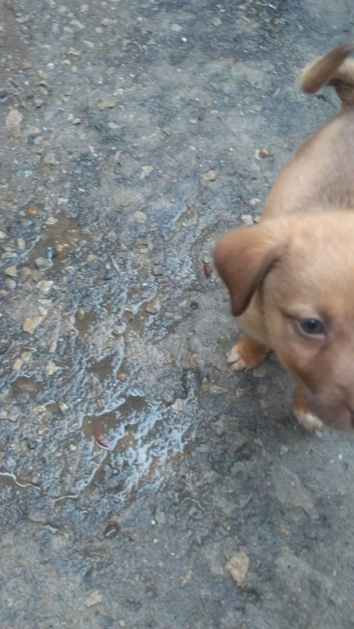 Cachorro raça Labrador com koker idade Abaixo de 2 meses nome Filhotes