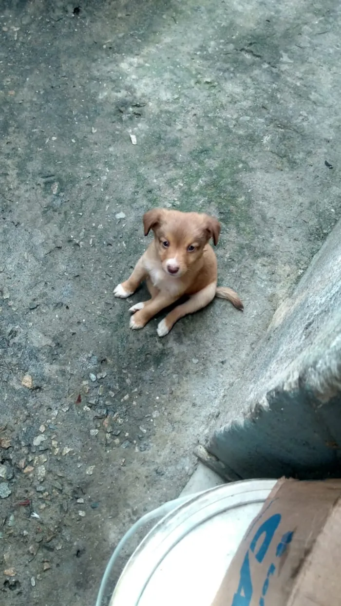 Cachorro raça Labrador com koker idade Abaixo de 2 meses nome Filhotes