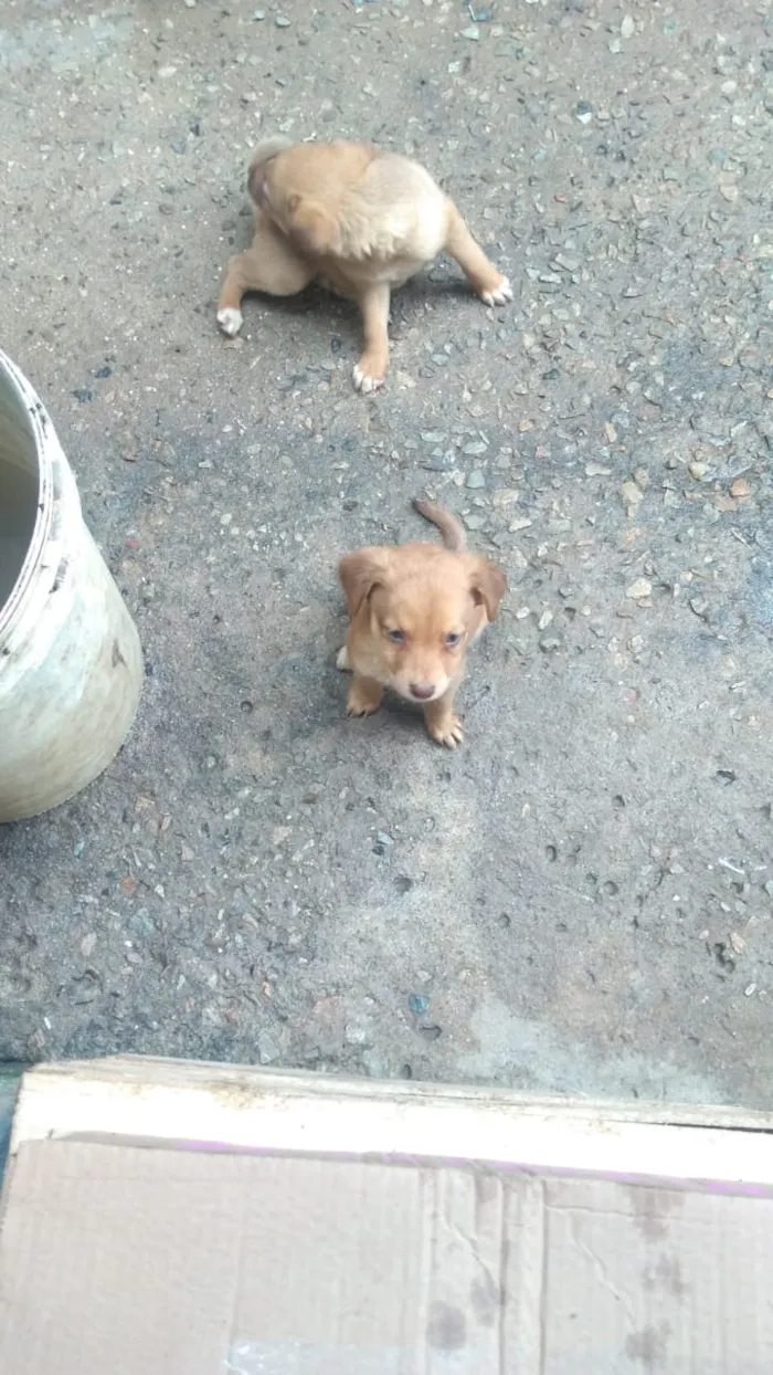 Cachorro raça Labrador com koker idade Abaixo de 2 meses nome Filhotes