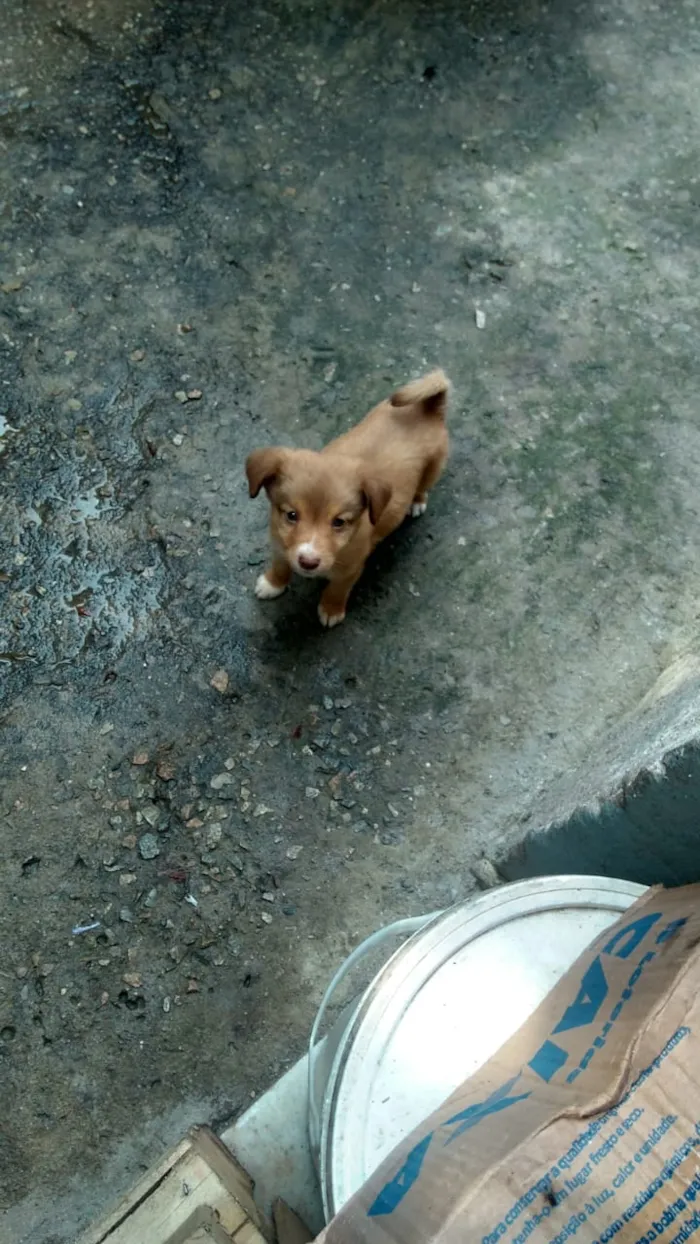 Cachorro raça Labrador com koker idade Abaixo de 2 meses nome Filhotes