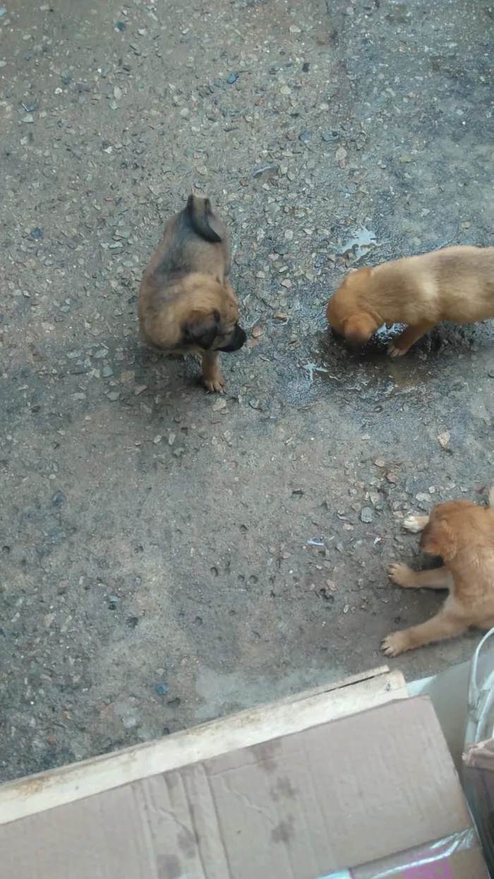 Cachorro raça Labrador com koker idade Abaixo de 2 meses nome Filhotes