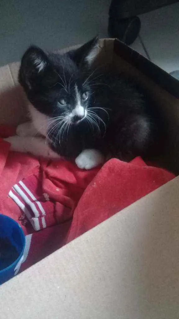 Gato raça Preta e branca  idade 7 a 11 meses nome Mery